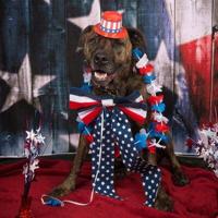 Patriotic Rescue Pets winners named | Local News
