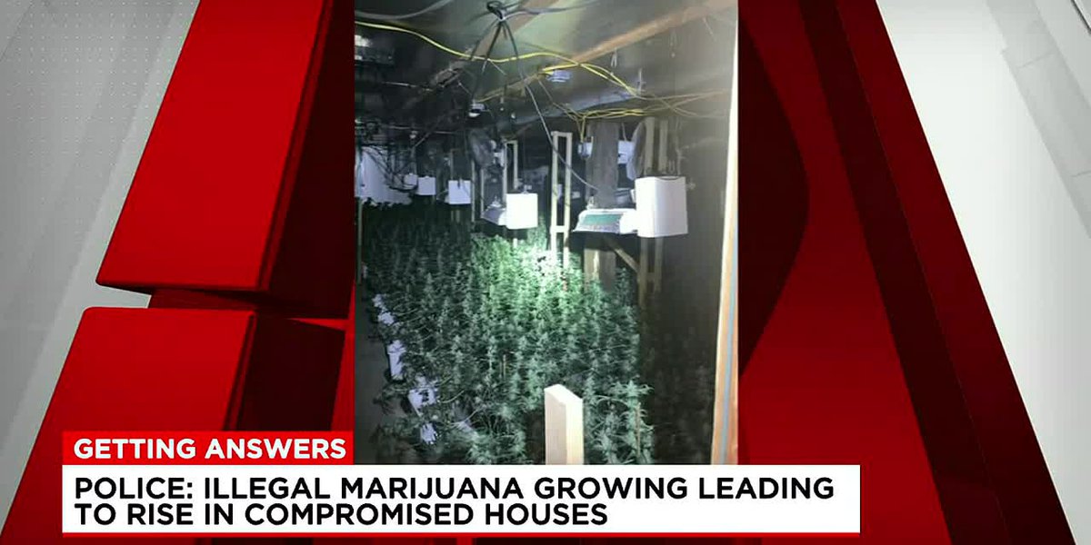 illegal marijuana growing leading to rise in compromised houses