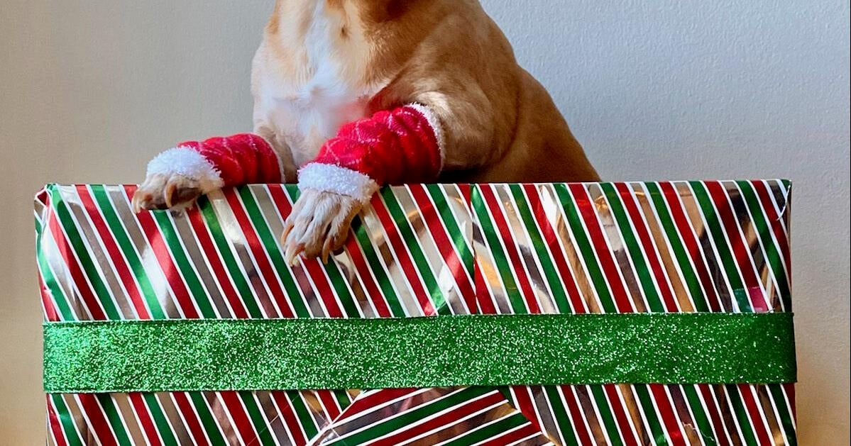 Rescue pets photo contest returns | News