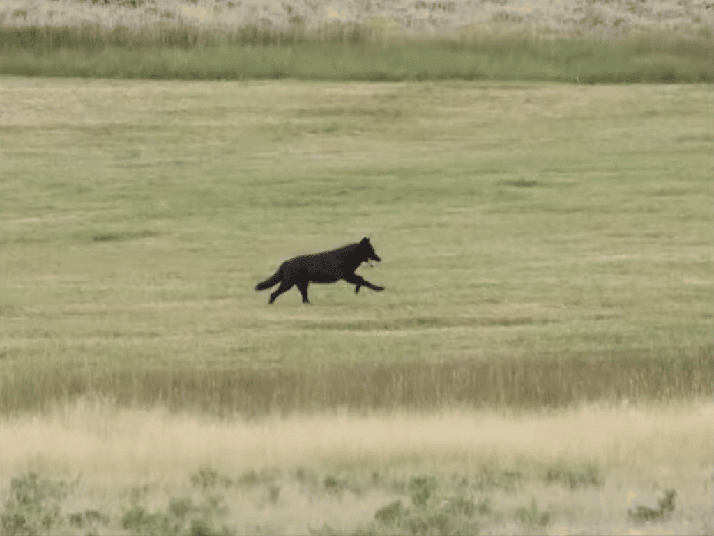 Commercial real estate trends and wolves in Meeker? Top stories of the week at SteamboatPilot.com
