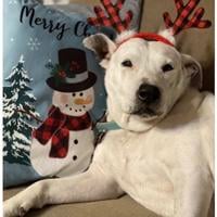 Burton Fletcher Foundation announces rescue pet photo winners | Local News